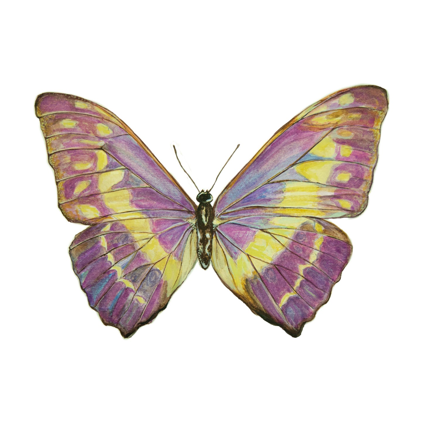 Cypris print