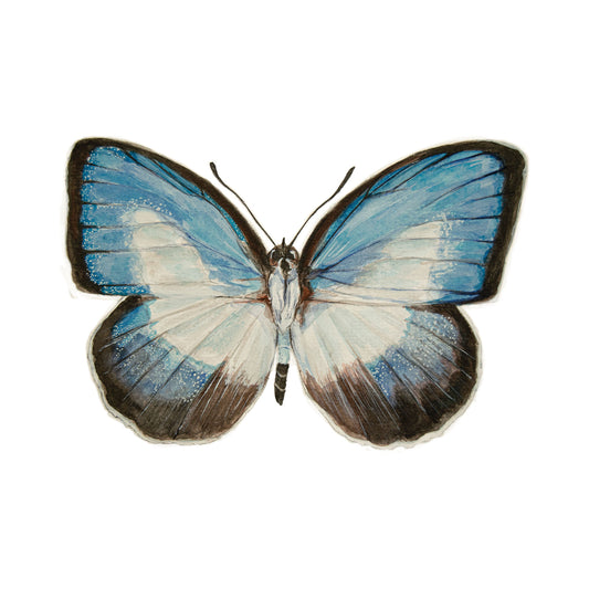 Danis print