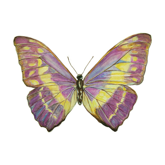 Cypris print